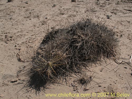 Maihueniopsis domeykoensisの写真