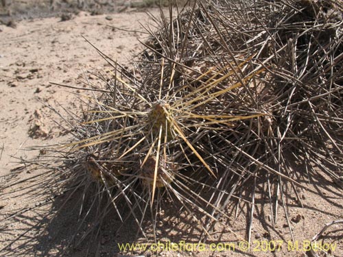 Maihueniopsis domeykoensisの写真