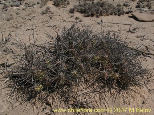 Maihueniopsis domeykoensisの写真