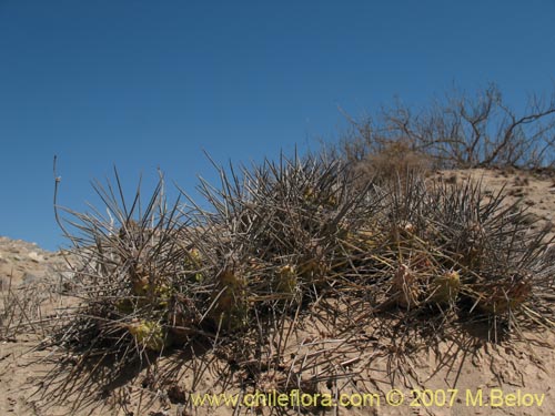Maihueniopsis domeykoensisの写真