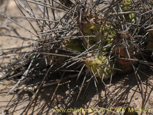 Maihueniopsis domeykoensisの写真