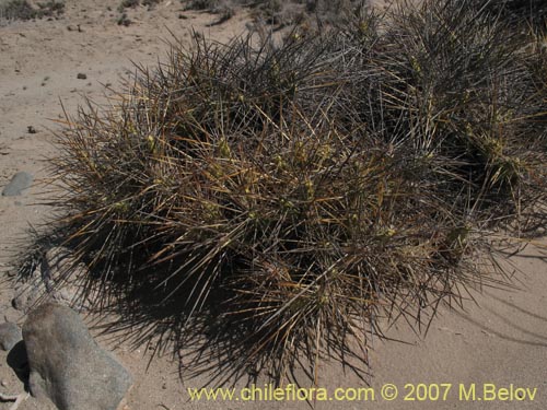 Maihueniopsis domeykoensisの写真