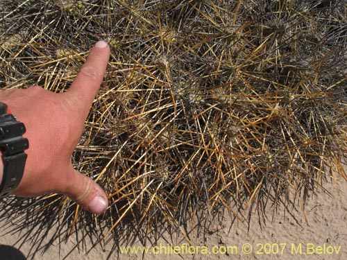 Maihueniopsis domeykoensisの写真