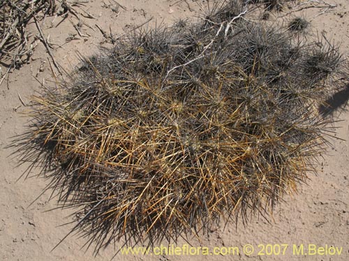 Maihueniopsis domeykoensisの写真