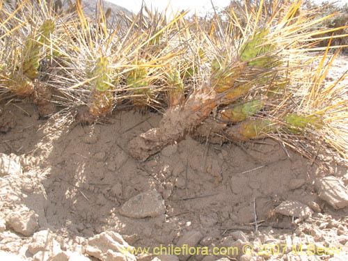 Maihueniopsis domeykoensisの写真