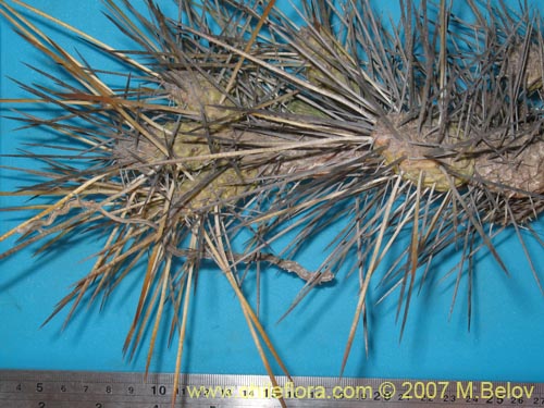 Maihueniopsis domeykoensisの写真