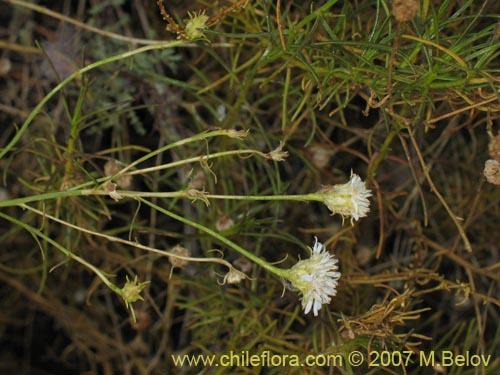 Bild von Gutierrezia gayana (Pichanilla). Klicken Sie, um den Ausschnitt zu vergrössern.