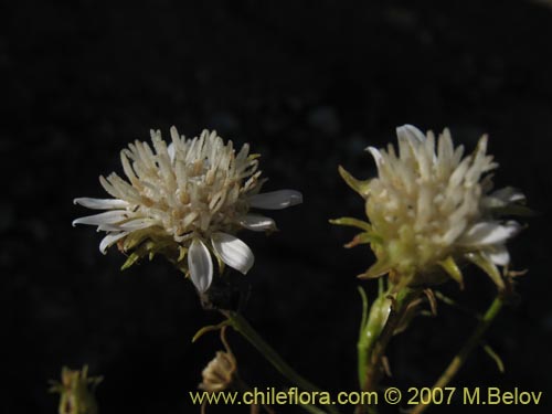 Bild von Gutierrezia gayana (Pichanilla). Klicken Sie, um den Ausschnitt zu vergrössern.