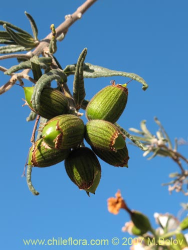 Imágen de Cordia decandra (Carboncillo / Carbón). Haga un clic para aumentar parte de imágen.