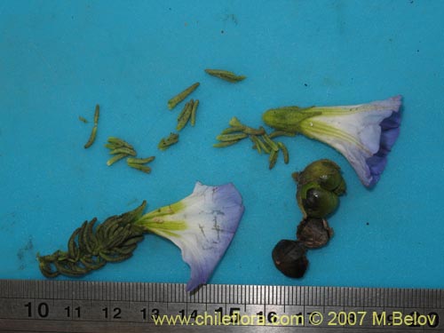 Image of Nolana sp. #2198 (). Click to enlarge parts of image.