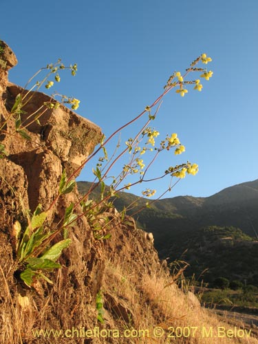 Bild von Calceolaria glandulosa (). Klicken Sie, um den Ausschnitt zu vergrössern.