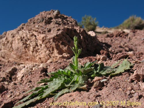 没断定的植物 sp. #3012的照片