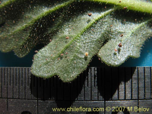 没断定的植物 sp. #3012的照片