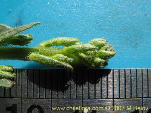 没断定的植物 sp. #3012的照片