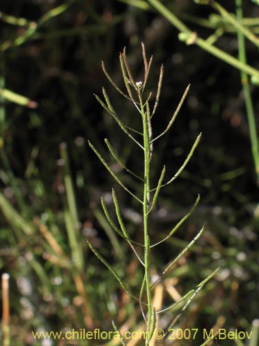 Image of Descurainia pimpinellifolia (). Click to enlarge parts of image.