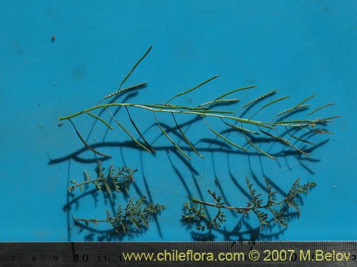 Image of Descurainia pimpinellifolia (). Click to enlarge parts of image.