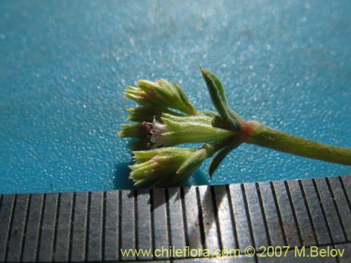 Image of Chorizanthe sp. #1917 (). Click to enlarge parts of image.