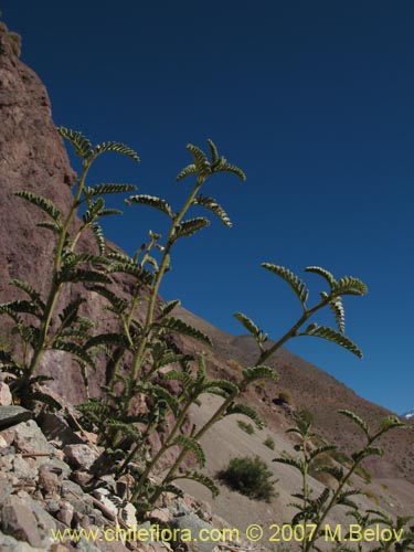Image of Adesmia sp. #1921 (). Click to enlarge parts of image.