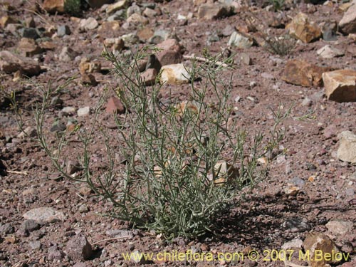 Menonvillea pinnatifida의 사진