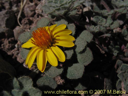 Image of Chaetanthera lanata (). Click to enlarge parts of image.