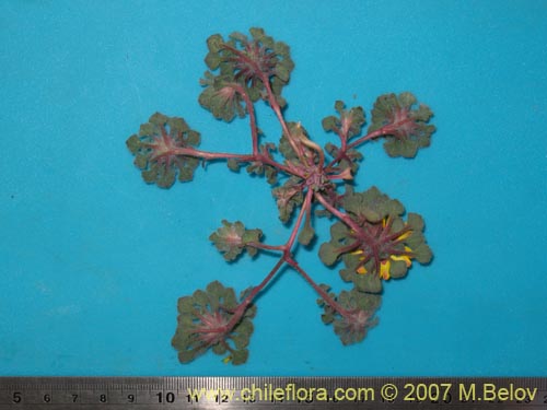 Image of Chaetanthera lanata (). Click to enlarge parts of image.