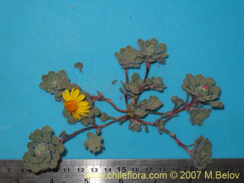 Image of Chaetanthera lanata (). Click to enlarge parts of image.