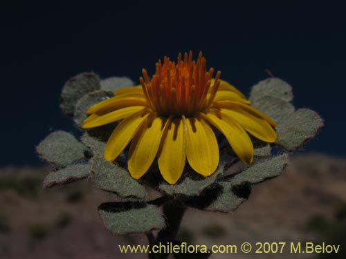 Image of Chaetanthera lanata (). Click to enlarge parts of image.