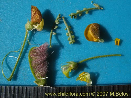 Image of Adesmia sp.  #1923 (). Click to enlarge parts of image.