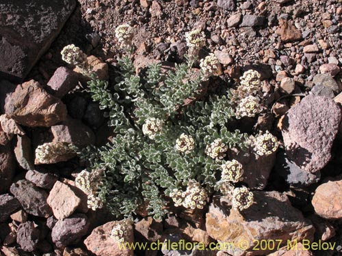 Image of Menonvillea cuneata (). Click to enlarge parts of image.
