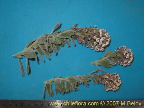 Image of Menonvillea cuneata (). Click to enlarge parts of image.
