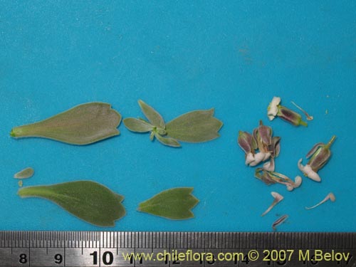 Image of Menonvillea cuneata (). Click to enlarge parts of image.