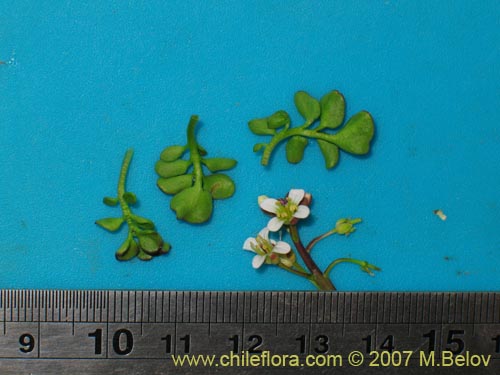 Brassicaceae sp. #3053의 사진