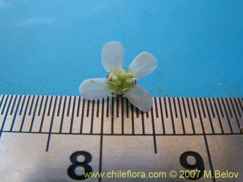 Brassicaceae sp. #3053의 사진