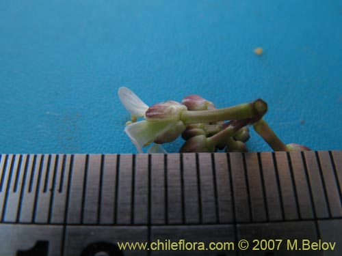 Brassicaceae sp. #3053의 사진