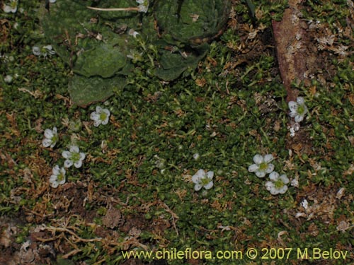 Arenaria rivularis的照片