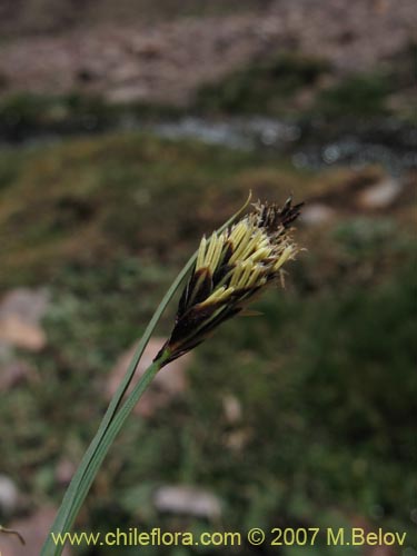 Image of Carex sp. #6712 (). Click to enlarge parts of image.