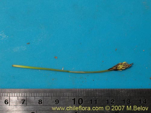 Image of Carex sp. #6712 (). Click to enlarge parts of image.
