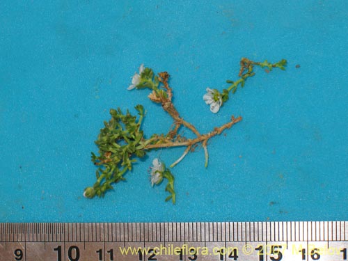 Arenaria rivularis的照片