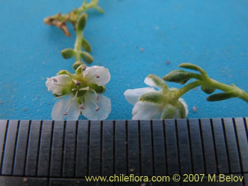 Arenaria rivularis的照片