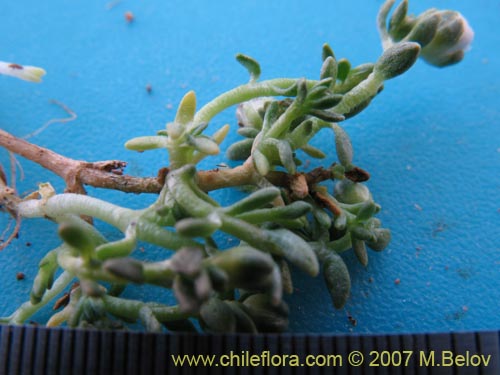 Arenaria rivularis的照片