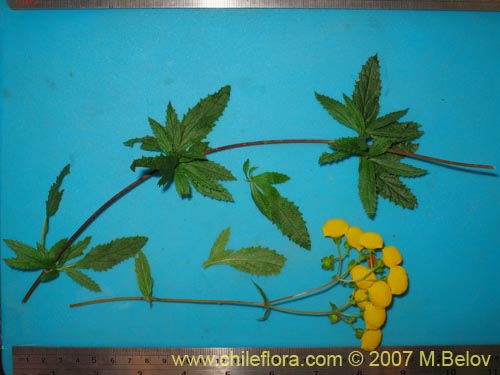 Bild von Calceolaria ascendens ssp. glandulifera (). Klicken Sie, um den Ausschnitt zu vergrössern.