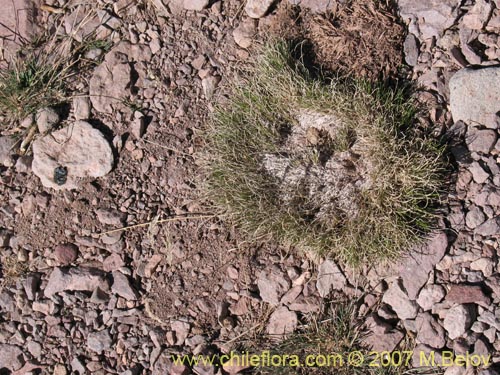 Imágen de Poaceae sp. #Z 6715 (). Haga un clic para aumentar parte de imágen.