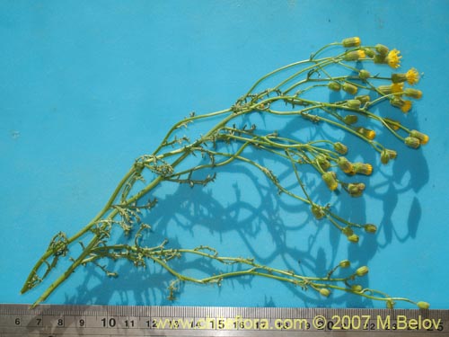 Фотография Senecio sp. #1398 (). Щелкните, чтобы увеличить вырез.