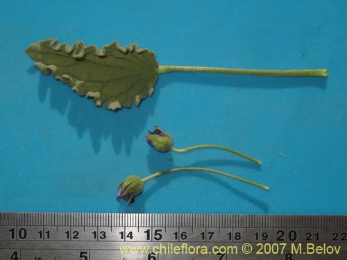 Imágen de Cristaria andicola (). Haga un clic para aumentar parte de imágen.