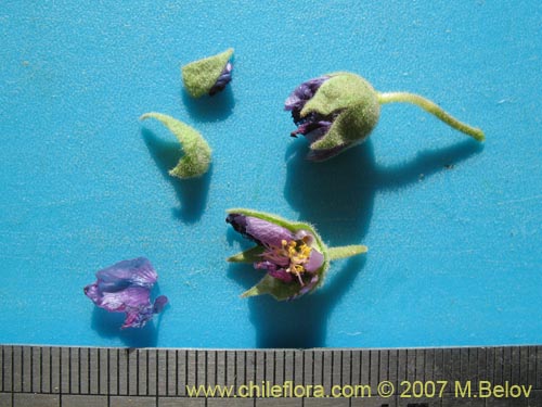 Bild von Cristaria andicola (). Klicken Sie, um den Ausschnitt zu vergrössern.