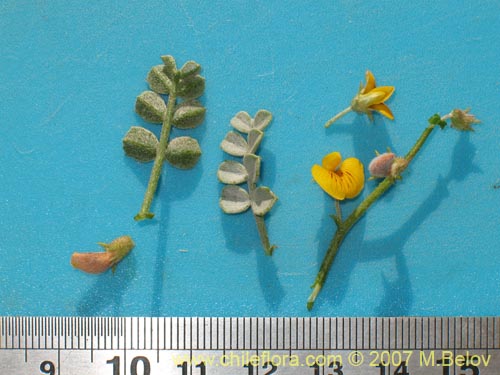 Image of Adesmia sp.  #1922 (). Click to enlarge parts of image.