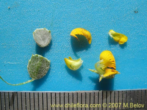 Image of Adesmia sp.  #1922 (). Click to enlarge parts of image.