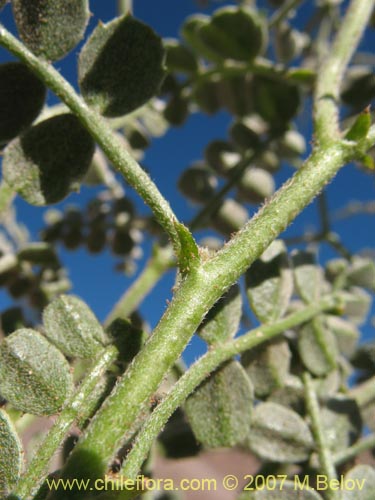 Image of Adesmia sp.  #1922 (). Click to enlarge parts of image.