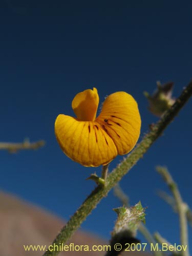 Image of Adesmia sp.  #1922 (). Click to enlarge parts of image.