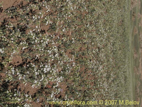 Image of Lupinus microcarpus (). Click to enlarge parts of image.